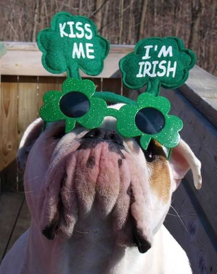 8. Canine Charisma: The Irish Dogs Who Will Steal Your Heart (And Maybe Even Your Kisses)