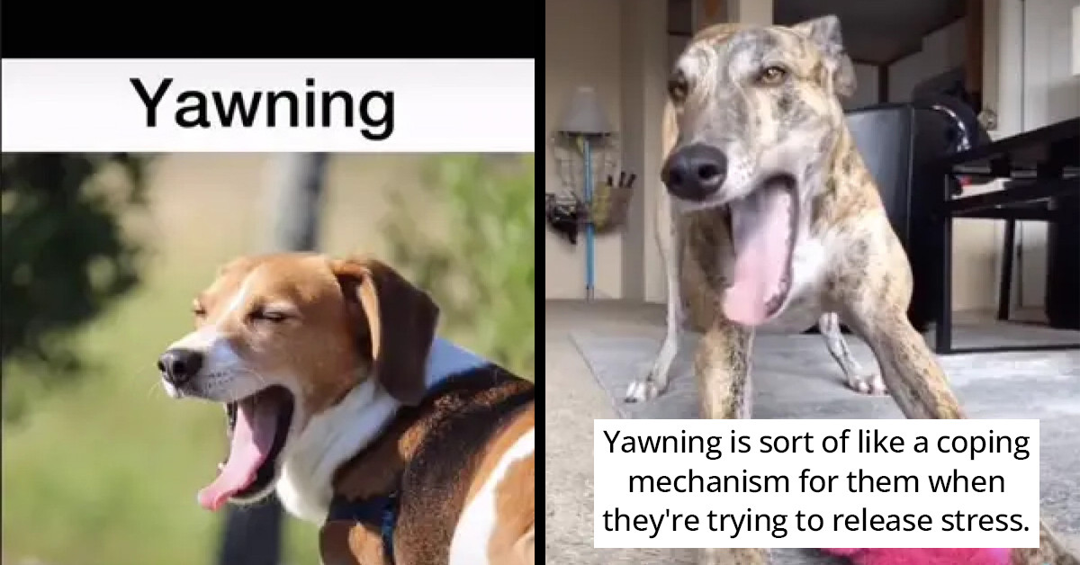Tiktok Videos About Greyhound Raise Awareness About Dog Psychology