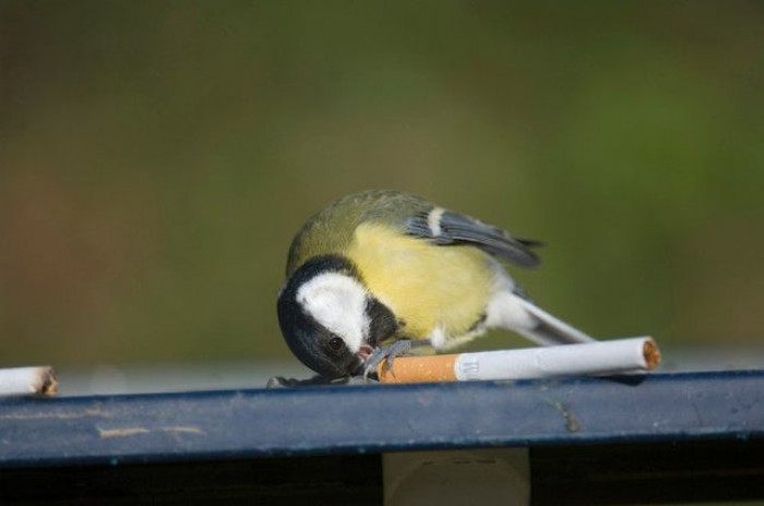 Some urban birds like finches and sparrows use cigarette butts as a form of pest control for their nests