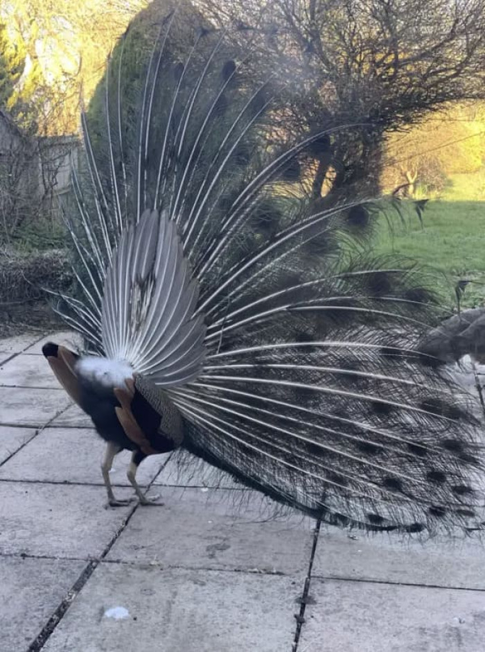 The back of a peacock. How scandalous
