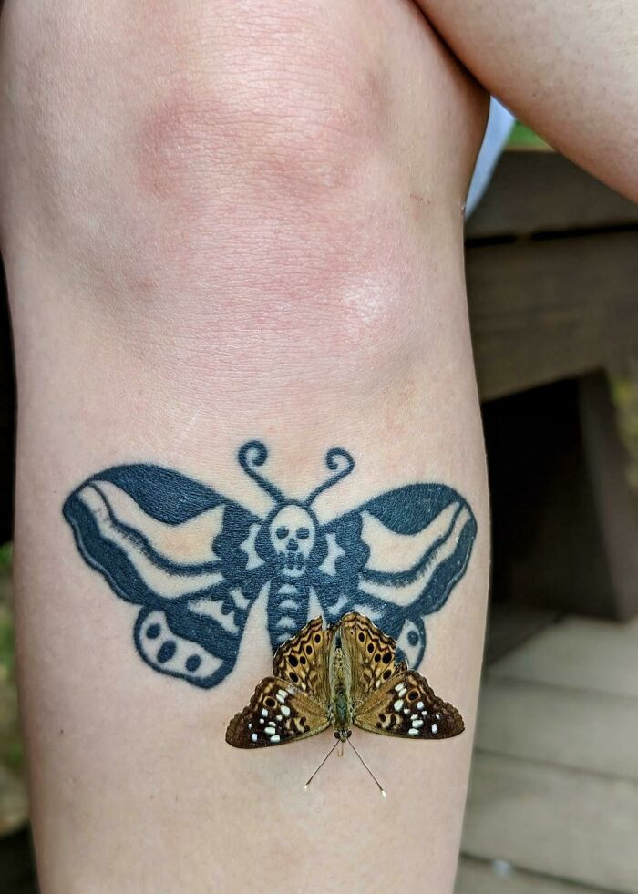 1. A Butterfly Landing On My Moth Tattoo
