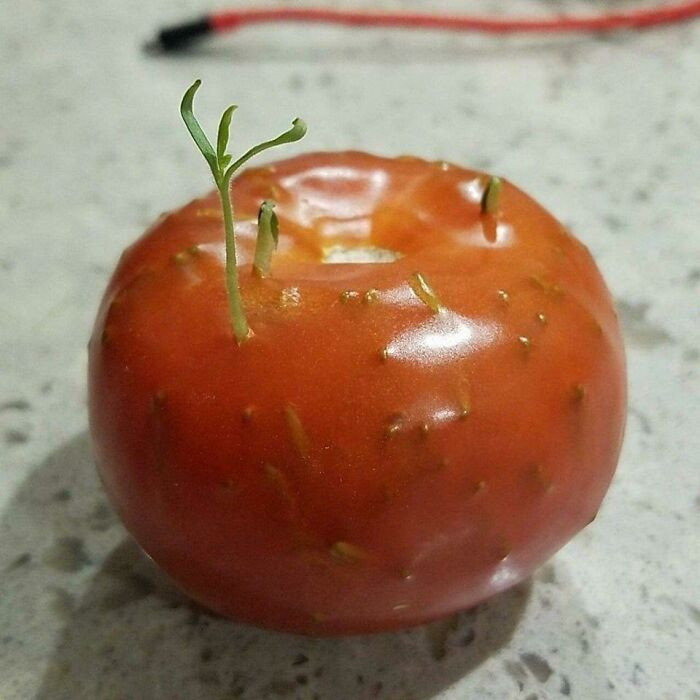 15. Seeds Growing In A Tomato