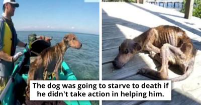 Starving Dog Is Thankful To His Owner For Saving Him From Death On A Remote Island