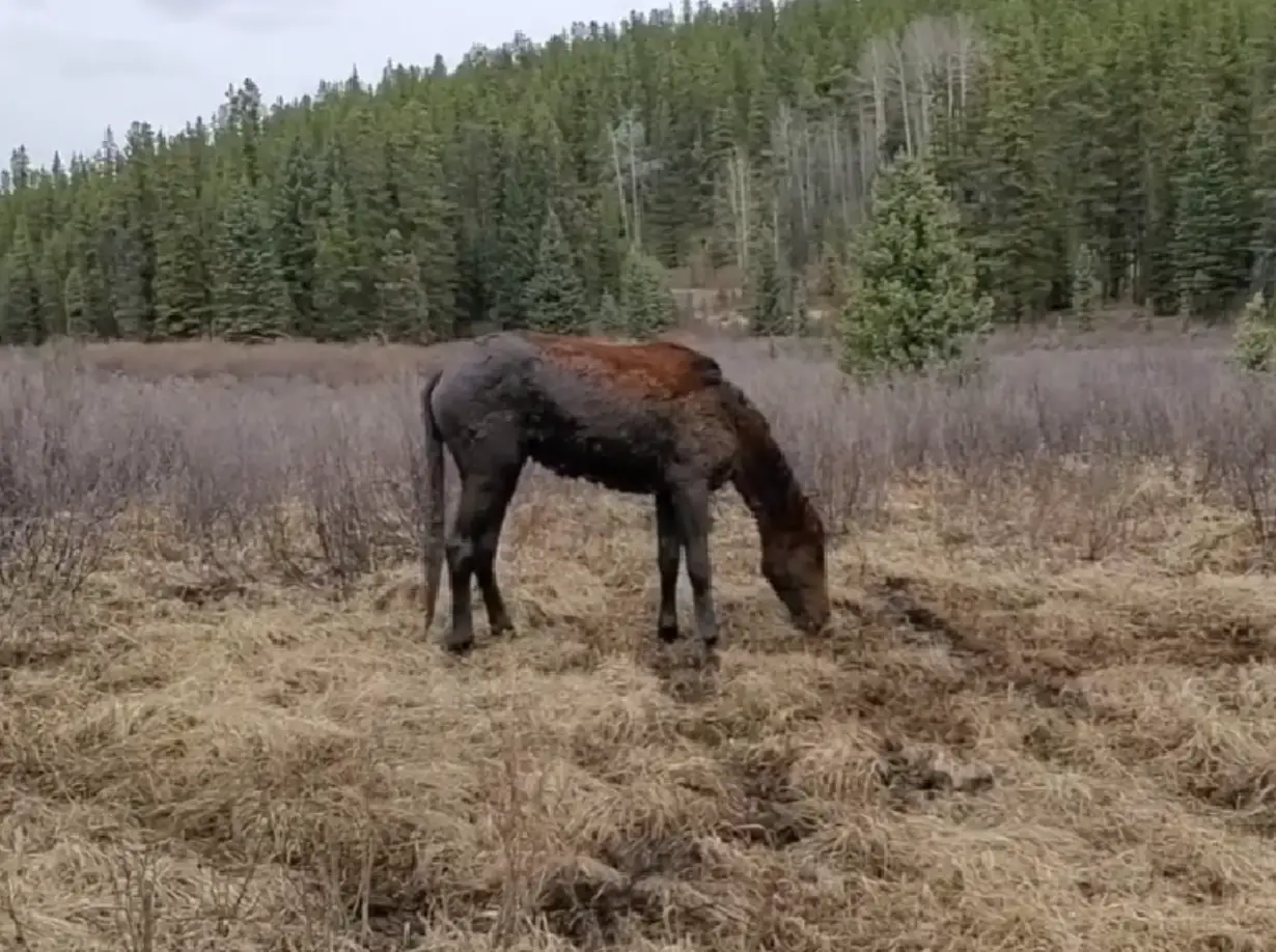 After being rescued from a deep, muddy hole, a wild horse got a fresh start.