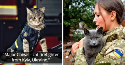 These Heartwarming Cat Rescue Stories From Ukraine Will Melt Your Hearts