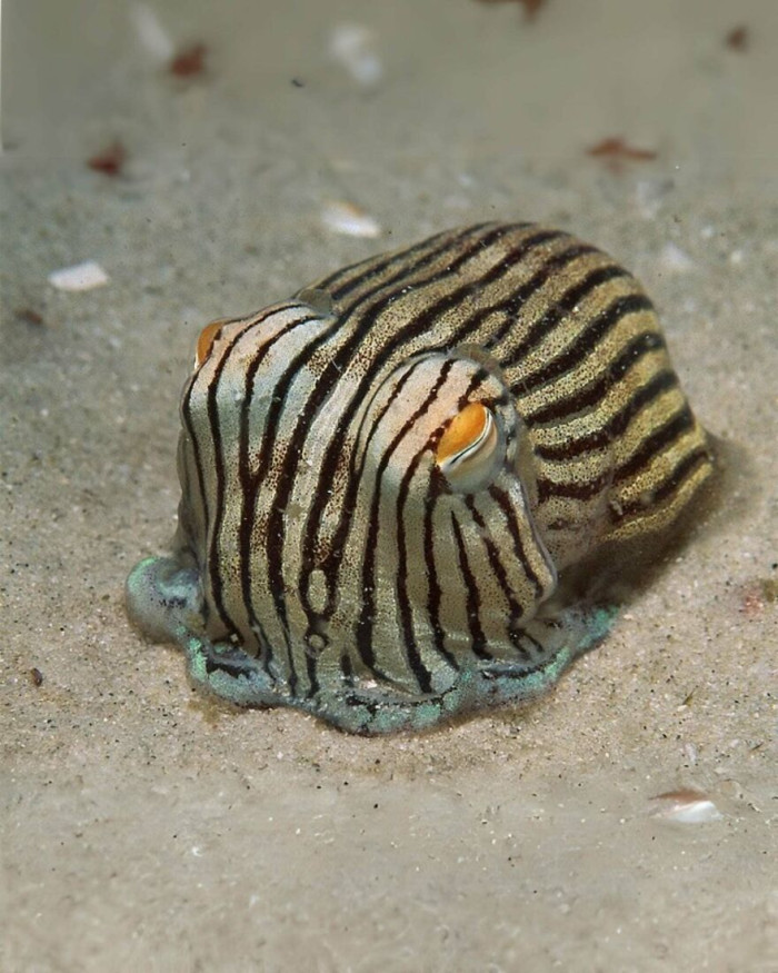 Striped Pyjama Squid (Sepioloidea Lineolata)