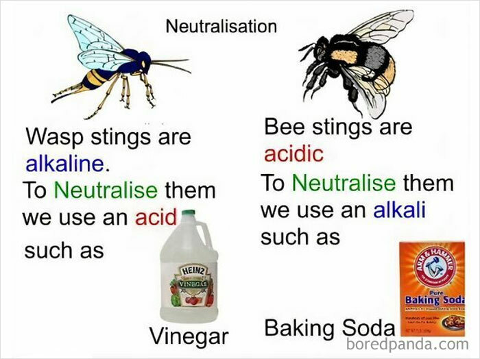 1. The wasp versus the bee