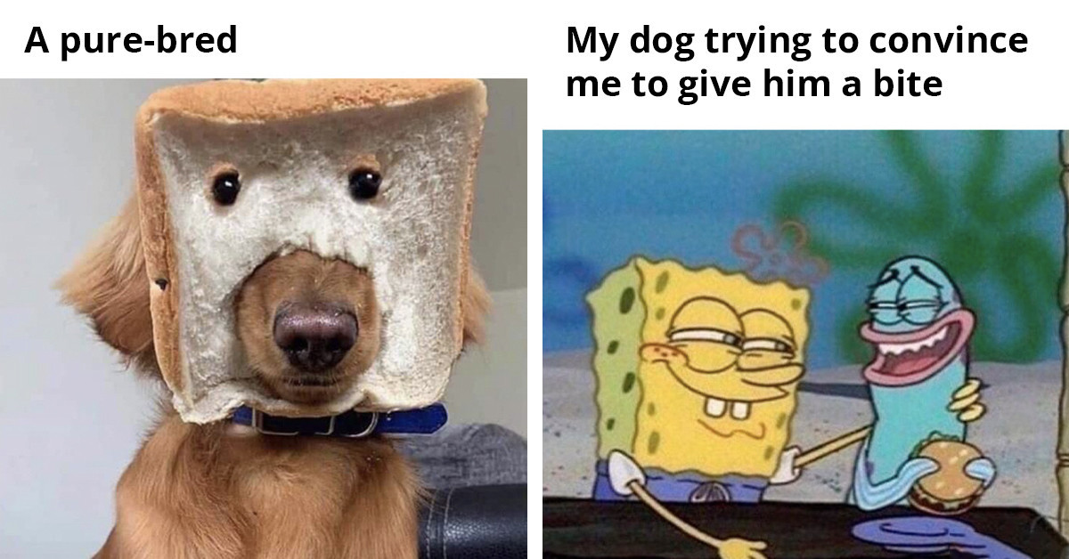 Dog Lovers Will Find These 50 Cute And Funny Memes Too Good To Be True