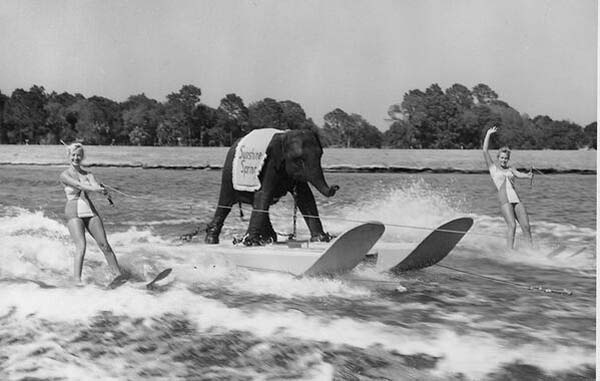11. Queenie, the skiing elephant (1950).