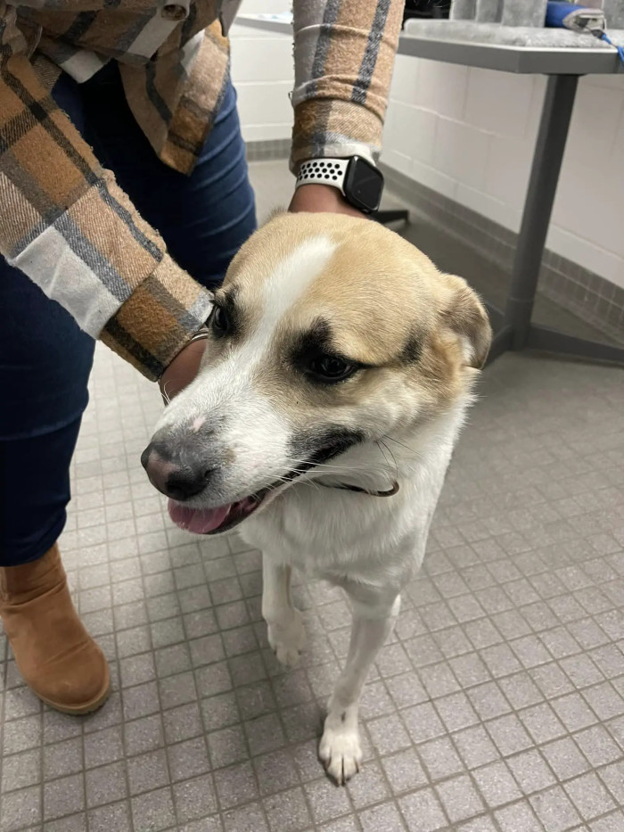 A dog with a tear-jerking story was found abandoned outside a Burger King restaurant in Monee