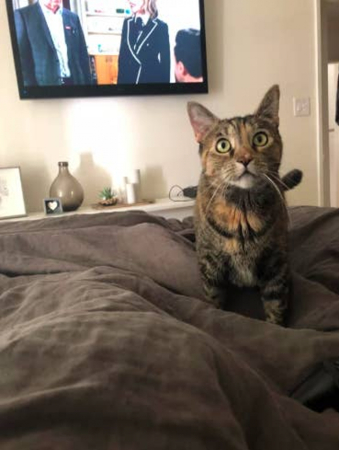 13 Of The Best And Most Adorable Kitty Posts That You Won't Want To Miss