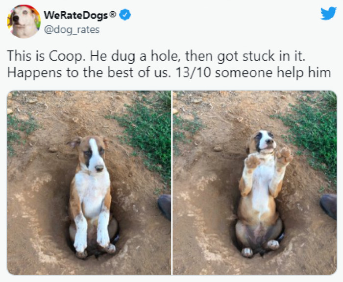4. This puppy that got stuck digging a hole: