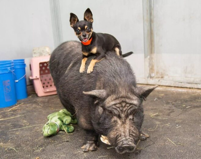 The Arizona Humane Society and Better Piggies Rescue have come together to give Timon and Pumbaa, a chihuahua, and a pig, respectively, a loving home.