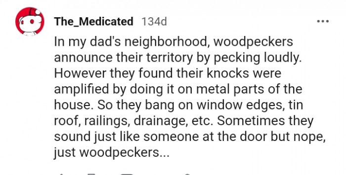 How woodpeckers announce their territory
