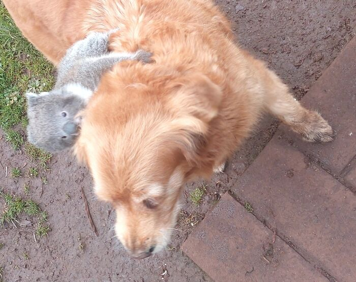 The koala looks completely unfazed hitching a ride on the back of a golden retriever.
