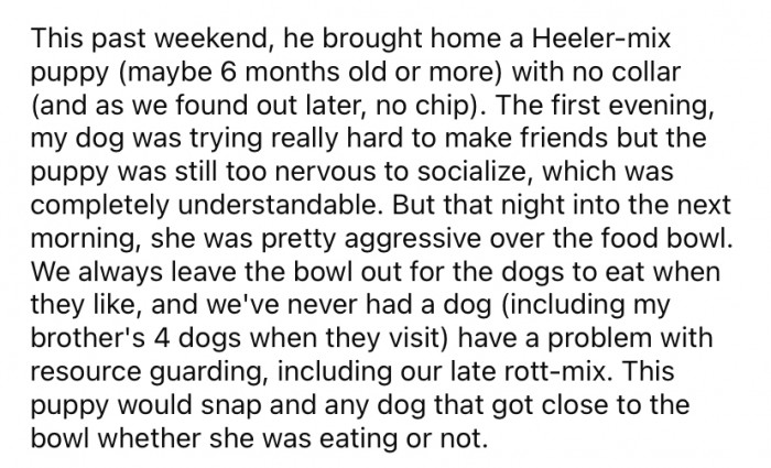 She explained that her dad works outdoors and often finds stray animals which he will sometimes bring home. Recently, he brought home a very nervous Heeler-mix pup.