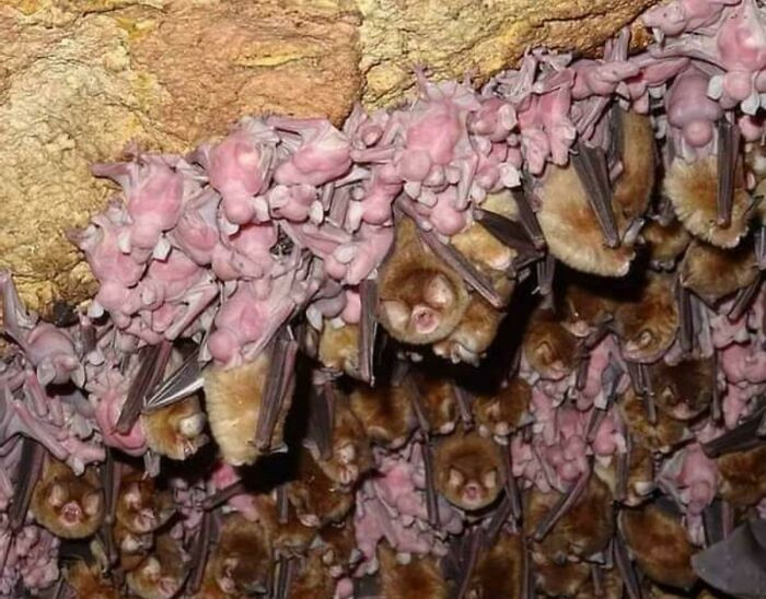 19. A Bat Nursery