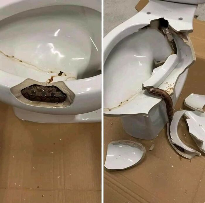 6. A coiled snake inside a toilet was discovered.