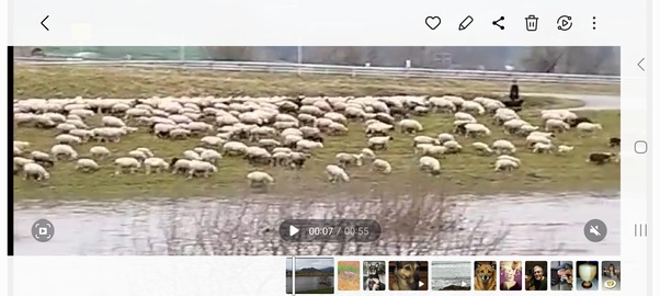 The user trains a sheepdog.