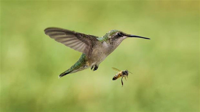 They do not migrate from their native Cuba and are content with subtropical temperatures