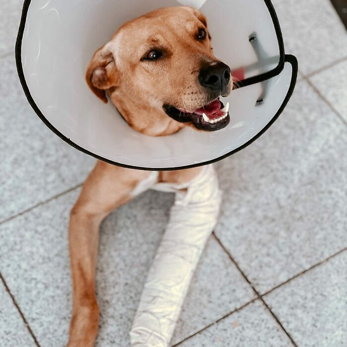 After a few days after the wedding, the couple were still insistent about the dog and fortunately they found him near a coffee shop