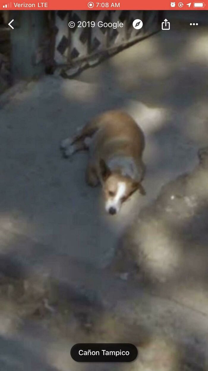 5. Caught My Dog Chilling In The Main Entrance Of My House On Google Maps, It’s Been Over 1 Year Since He Passed Away