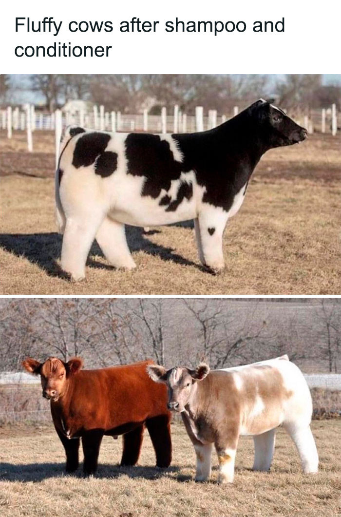 4. Fluffy cows