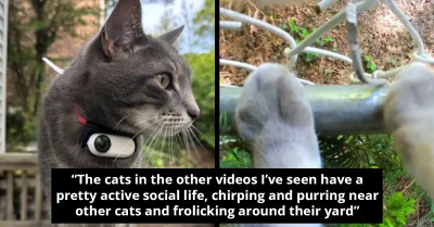 View The World From The Eyes Of A Cat As Man Attaches A Camera To His Cat To Capture His Playful Adventures