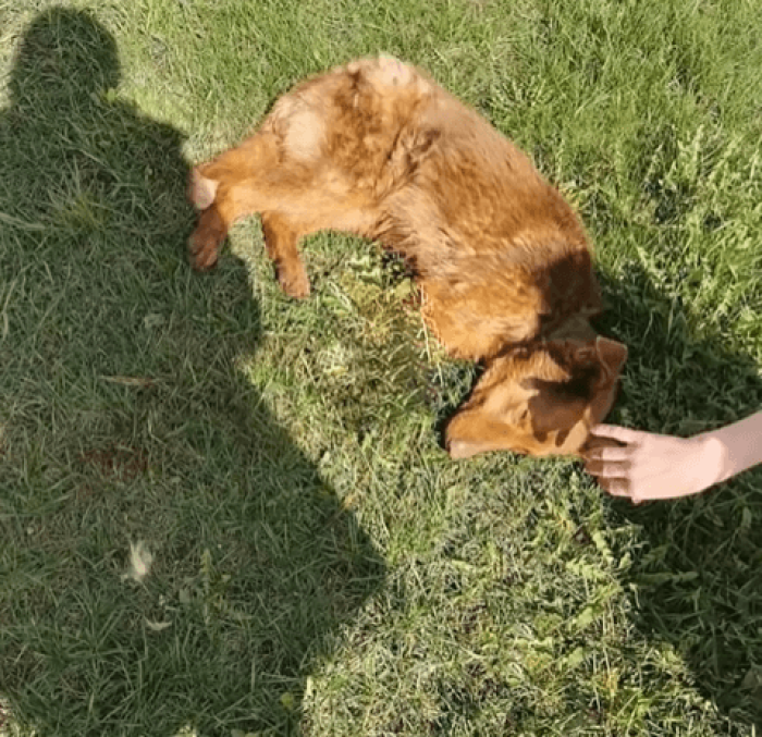 Oksana Savchuk is a Russian animal rescuer with an amazing experience and an unending love for animals. One day, her team stumbled upon an exhausted Shepherd lying on the sidewalk.