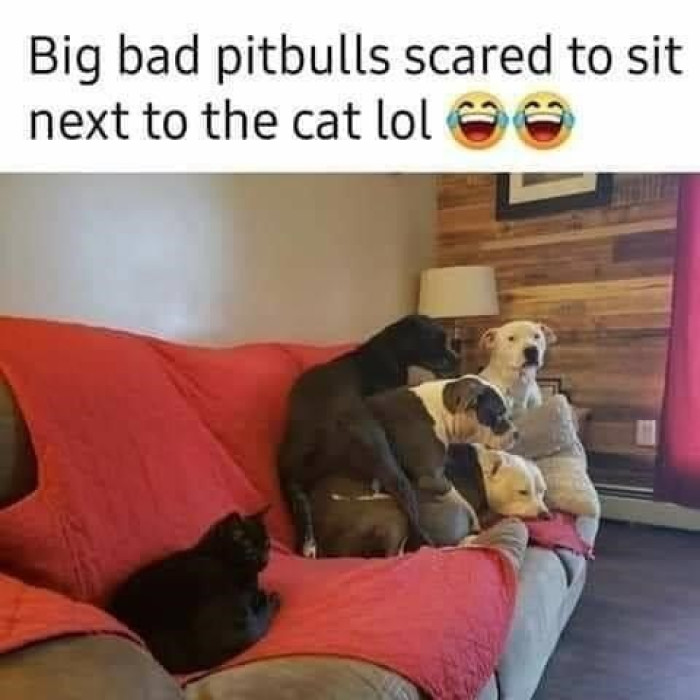 7. The dogs are scared to sit close to the cat