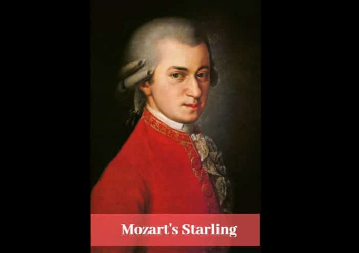 This is Mozart. He was 28 at the time when he wrote this composition which sang by the sterling bird he bought.