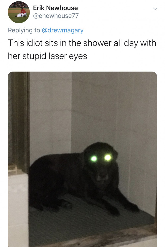 #12 The Dog, Laser Eye, and the Shower.