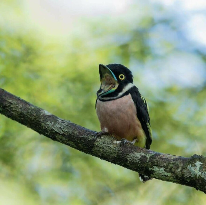 Eurylaimus Ochromalus, Aka Black-And-Yellow Broadbill. Derp