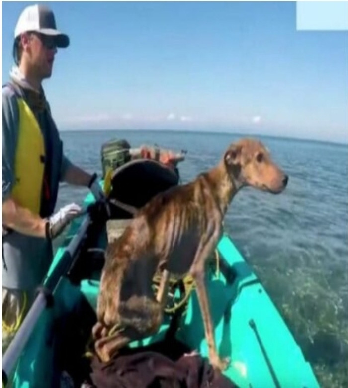 When the photographer arrived on the island, he noticed a hungry dog entering a deserted fishing shack