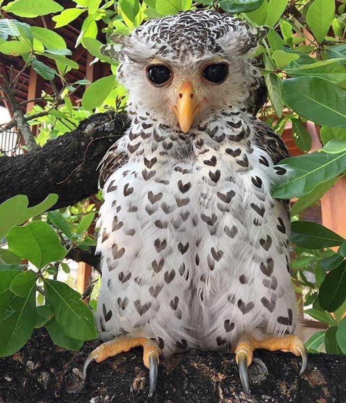 4. “An owl with heart-shaped patterns on its feathers.”
