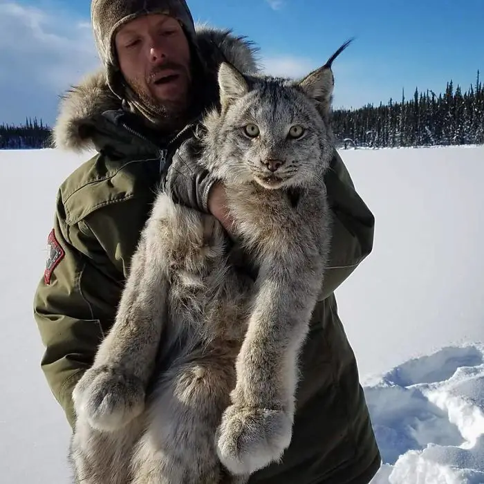 Lynxes are solitary animals except during the breeding season. They are also very secretive, which makes them hard to spot in the wild.
