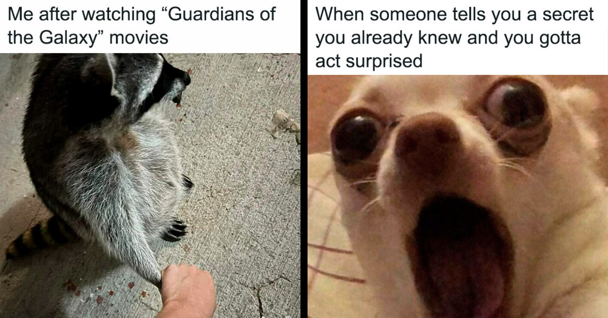 Here Are 50 Of The Funniest Animal Memes That Will Get You Through The Day, As Shared By A Facebook Page