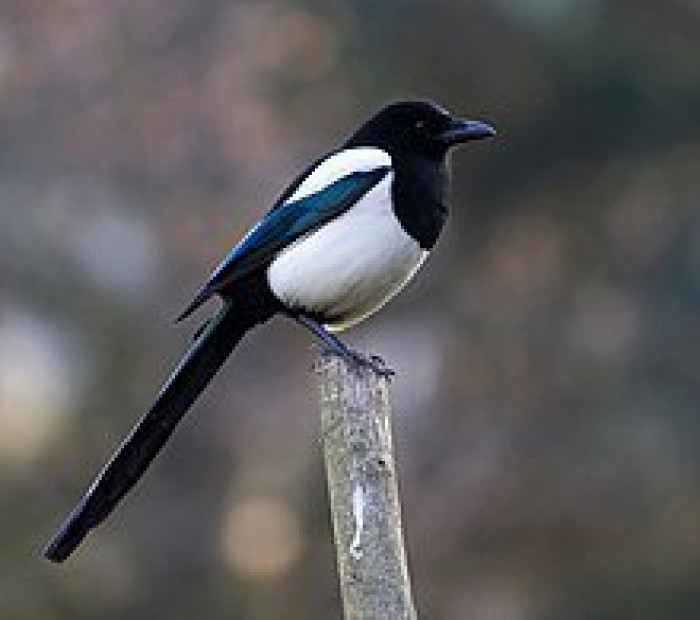 This is the Eurasian Magpie and the expansion of its nidopallium is approximately the same in its relative size as the brain of humans