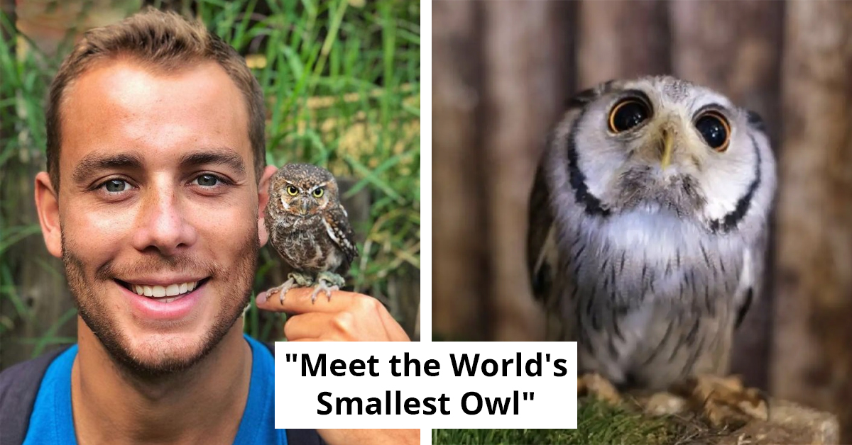 Meet The Enchanting Elf Owl – Earth's Smallest Avian Predator