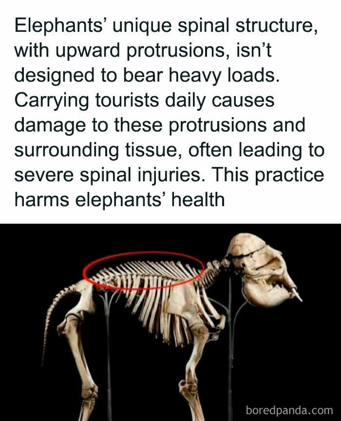 14. Do not harm our dear elephants