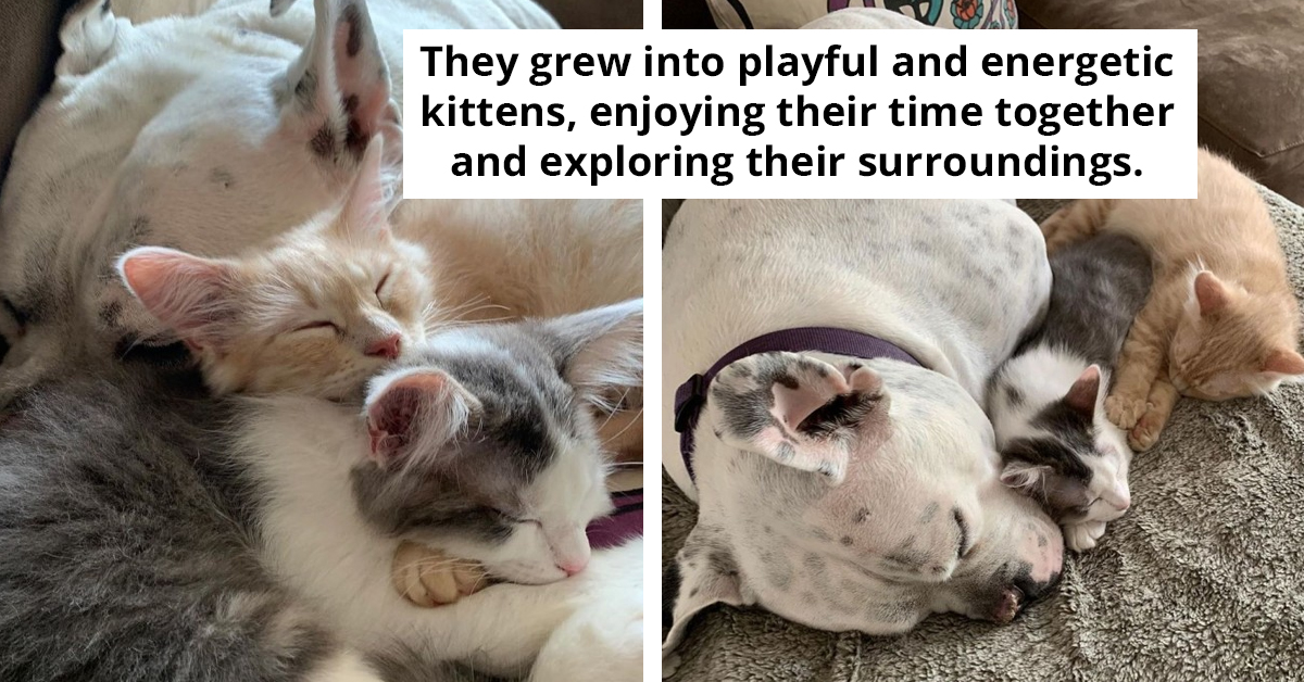 Deaf Dog Lovingly Cares For Two Rescue Kittens As His Own