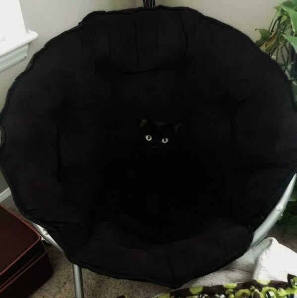 A furry chair that purrs. Absolutely perfect