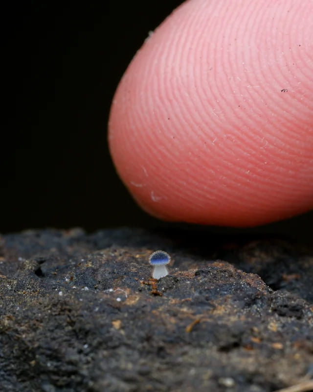 2. Mycena subcyanocephala