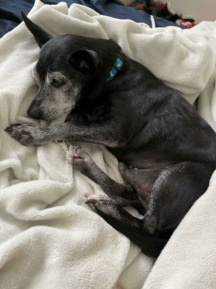 4. Rescued Two Senior Dogs A Couple Days Ago And They Are Very Wary Of Me. Woke Up This Morning To This Sweet Guy Curled Up Next To Me