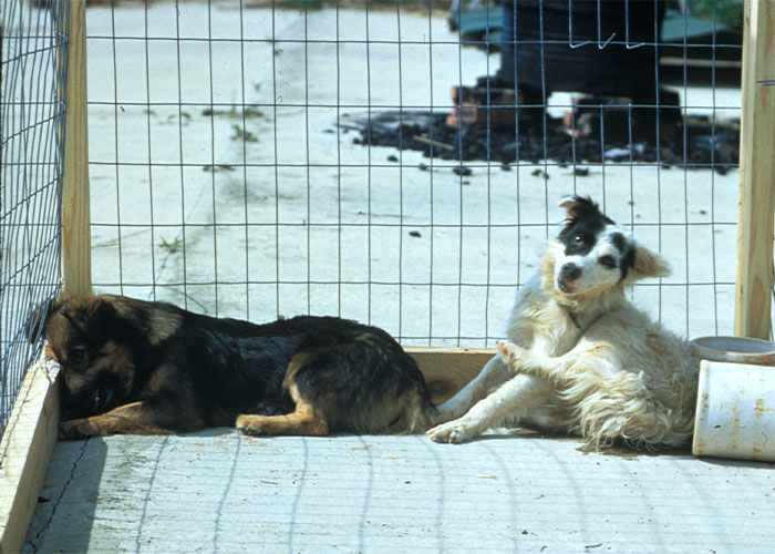 18. Rabies kills 60,000 yearly, with only 14 recoveries worldwide.