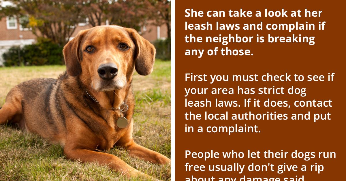 Property Owner Seeks Advice To Deal With Neighbor's Aggressive, Trespassing Dog