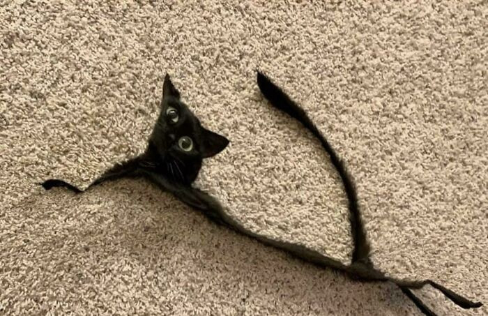 22. Making a panorama picture of a cat has never seemed so unappealing until now