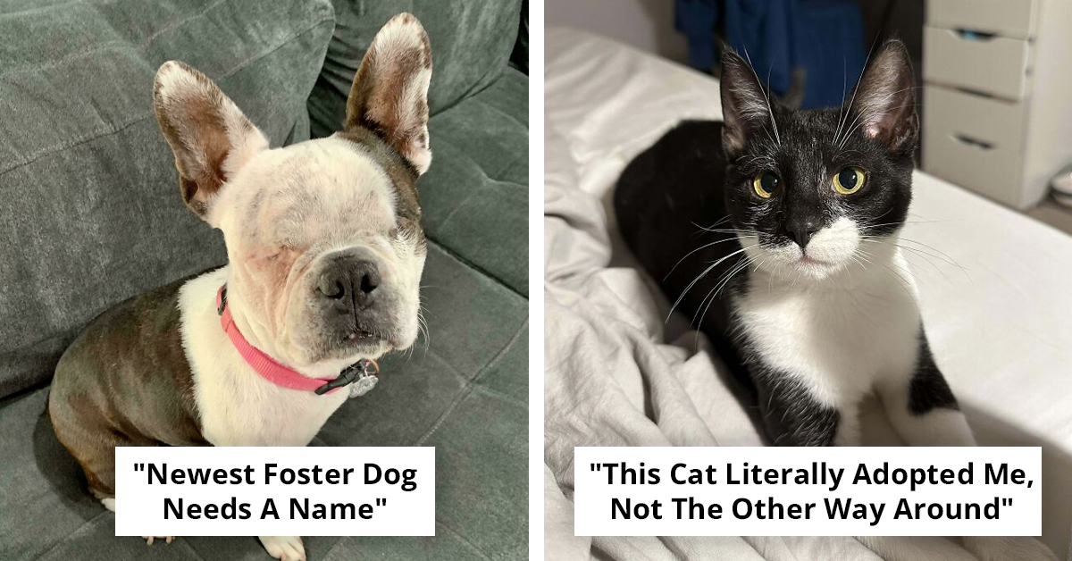 50 Adorable Pet Adoption Shots That Will Make You Smile
