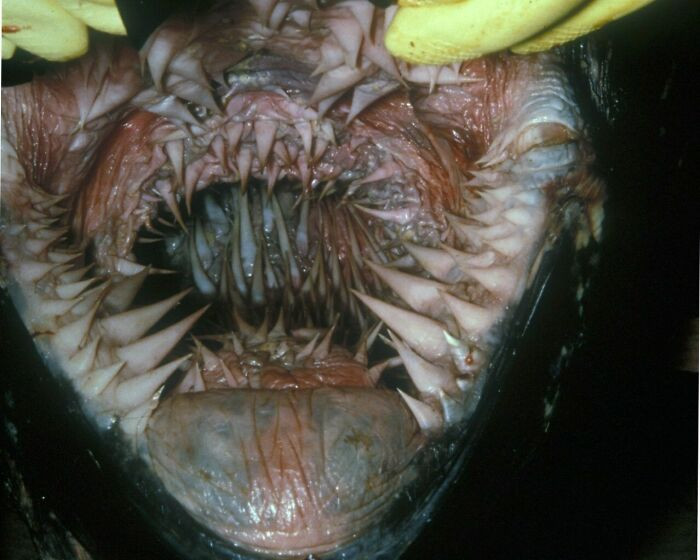 28. A Leatherback Sea Turtle's Mouth
