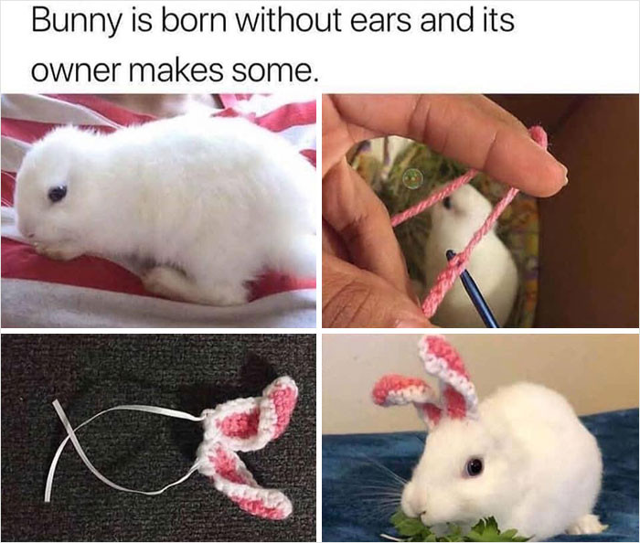 14. Bunny gets the cutest ears!